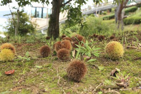 Minami Kuribayashiの写真素材