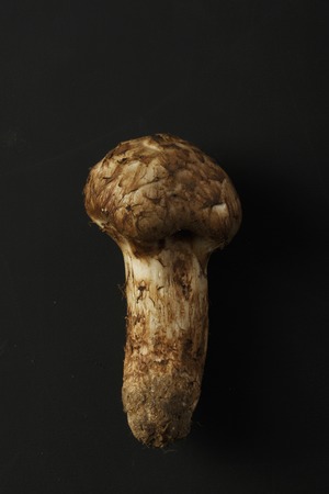 Matsutake mushroomの写真素材
