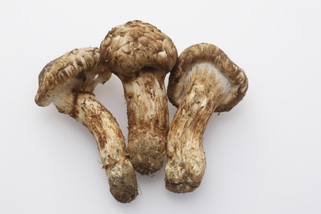 Matsutake mushroomの写真素材