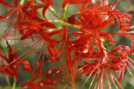 Amaryllisの写真素材