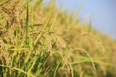 Inahoの写真素材