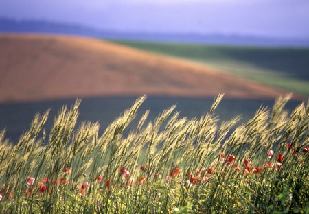 Barley and poppyの写真素材
