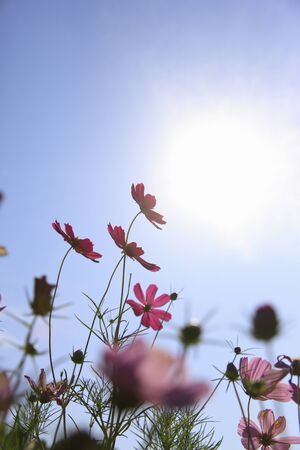 Cosmosの写真素材