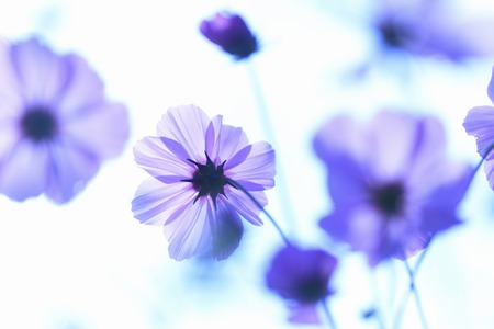 Cosmosの写真素材