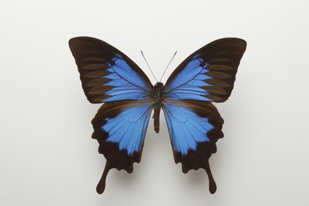 Blue Butterfly