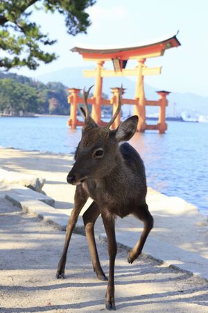 Miyajima Torii and deerの写真素材