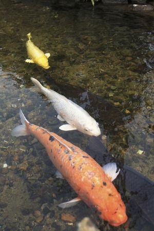 Hagi, AIBA River carpの写真素材