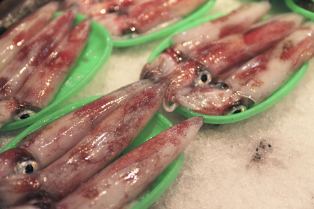 Ken Saki cuttlefishの写真素材