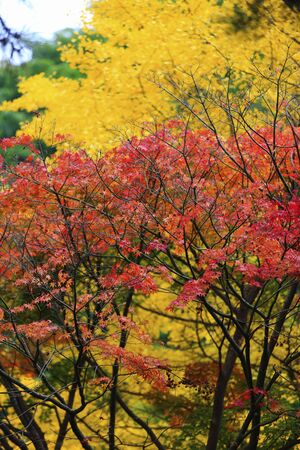 Autumn leavesの写真素材