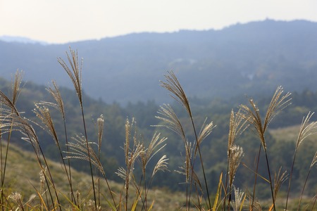 Akiyoshi plateau in autumnの写真素材