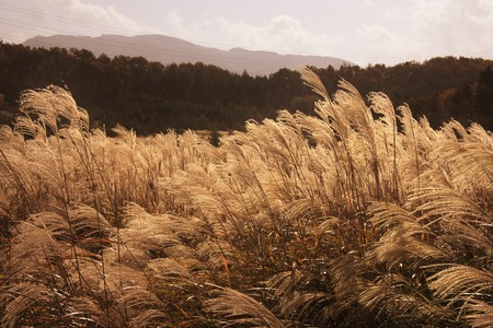 Japanese pampas grassの写真素材
