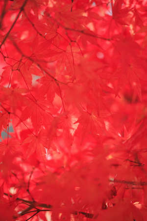 Okutsu Valley autumn leaves