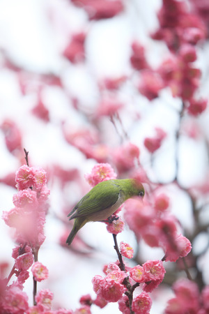 Plum and Japanese whiteeyeの写真素材