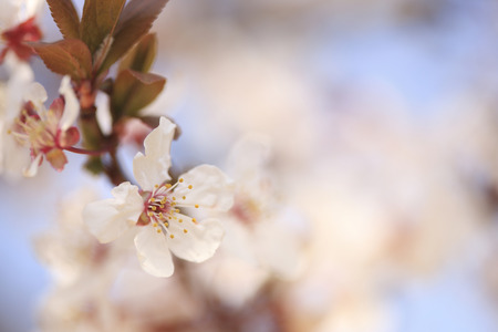 Weeping cherryの写真素材