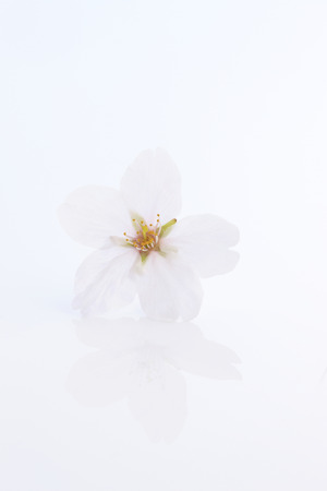 Yoshino cherry treeの写真素材