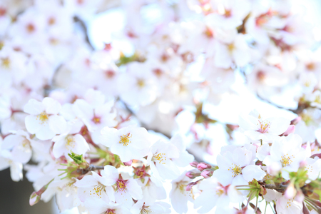 Cherryの写真素材