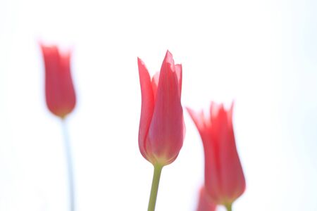Red Tulipの写真素材