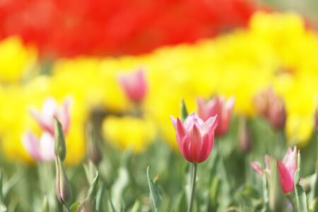 Tulipの写真素材