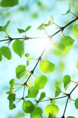 Young leaves of cercidiphyllum japonicumの写真素材