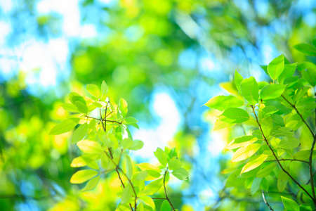 Young leaves of cigarsの写真素材