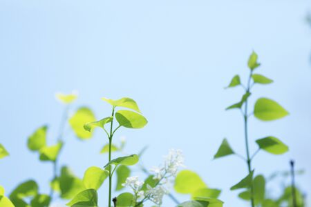 Lilac young leavesの写真素材