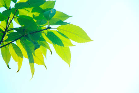 Young leaves of cigars