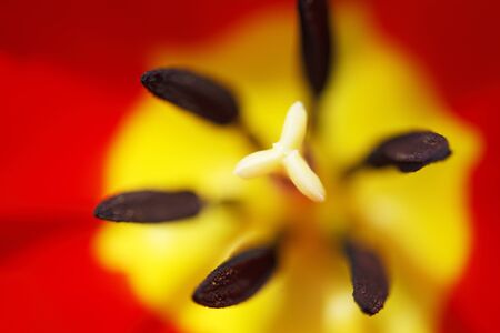 Red Tulipの写真素材