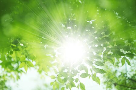 Fresh green leaves of zelkova serrata Makinoの写真素材