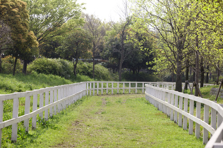 Road of white fenceの写真素材