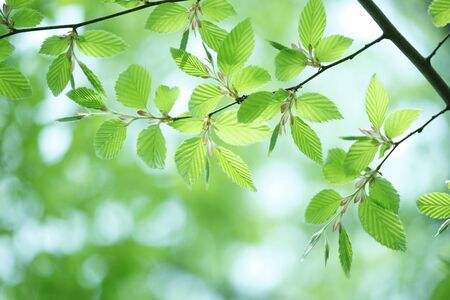 Green beechの写真素材