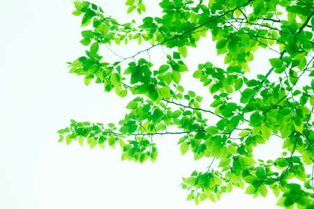 Green beechの写真素材