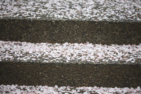 Petals of cherry tree that fell on the stairsの写真素材