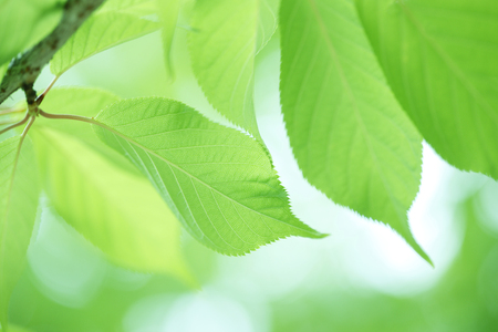 Kawazu cherry tree leaves
