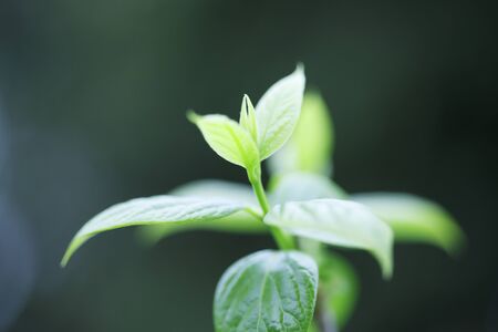 Young leaves of plumの写真素材