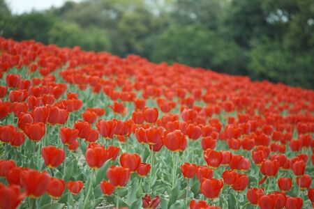 Red Tulipの写真素材
