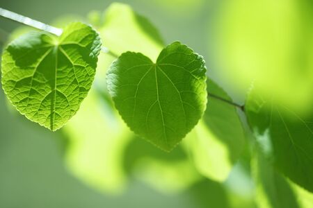 Young leaves of cercidiphyllum japonicumの写真素材