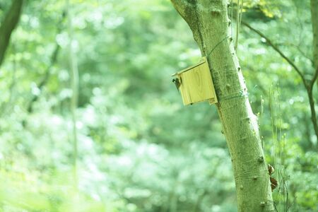 New shootsの写真素材