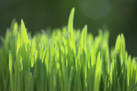 Nekokusaの写真素材