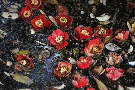 Fallen camelliaの写真素材