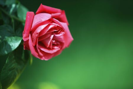 Roseの写真素材