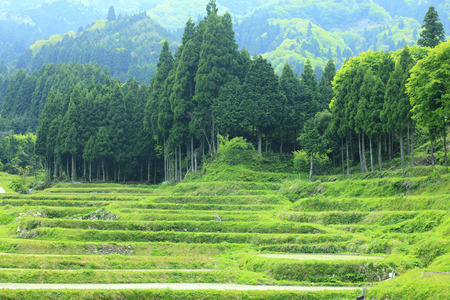 Rice terracesの写真素材