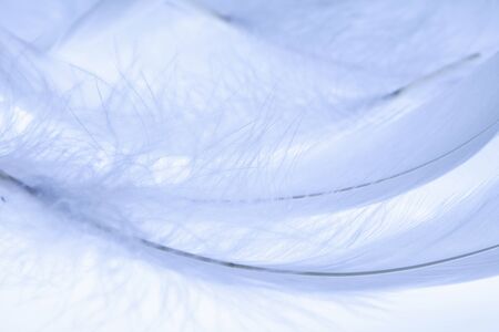 White feather