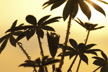 Leaves Rubinasu illuminated to sunsetの写真素材