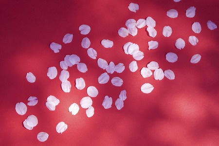 Cherry blossom petals