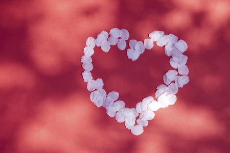 Cherry heart-shaped petalの写真素材