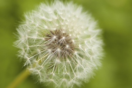 Dandelion