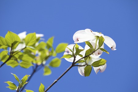Dogwoodの写真素材