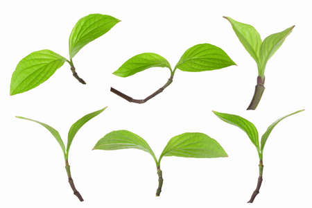 Sprout of Hanamidzuki