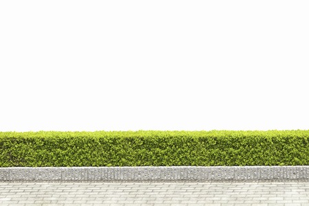 Planting shrubsの写真素材