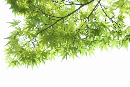 Fresh green Mapleの写真素材